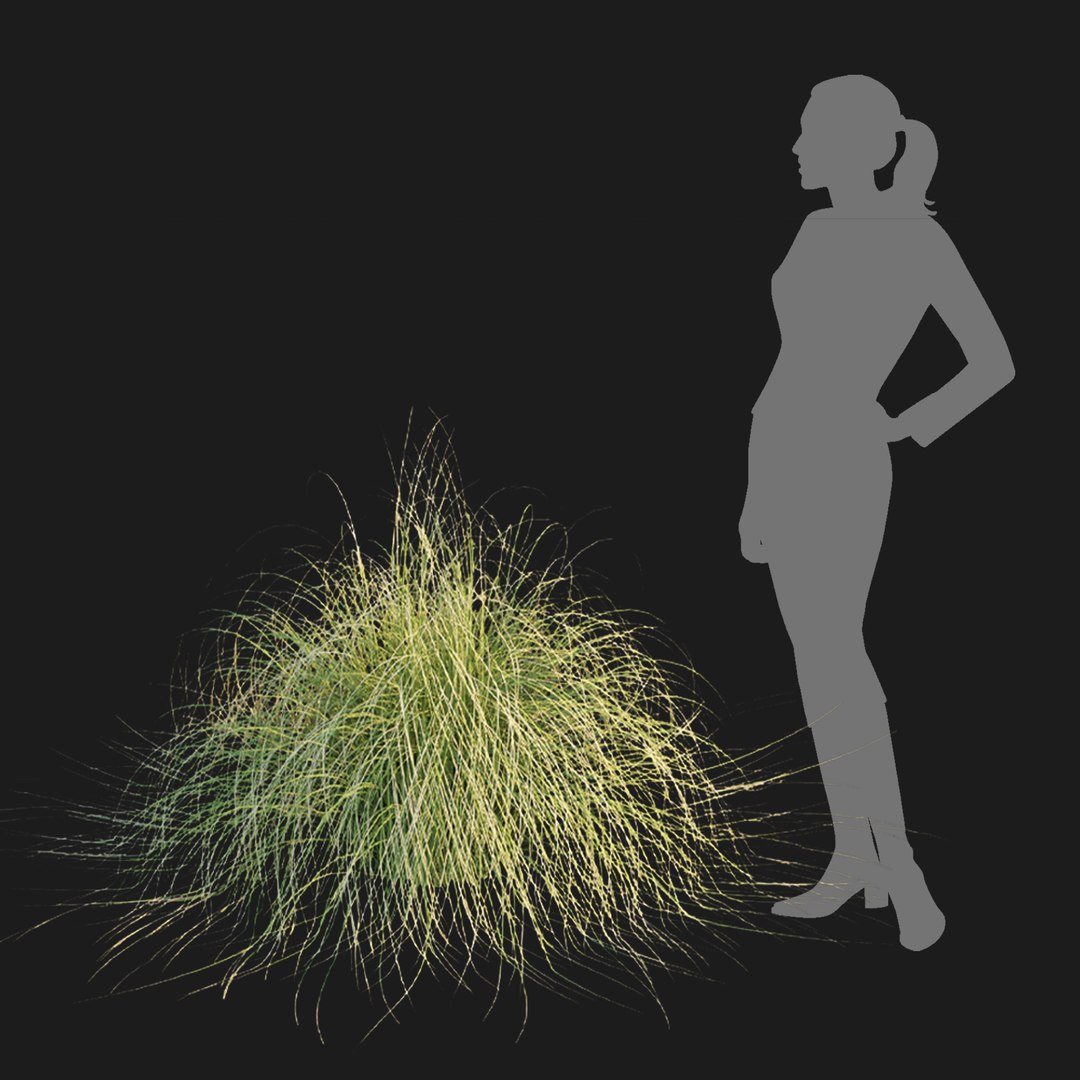 Maiden Grass Collection Vol 312 3D https://p.turbosquid.com/ts-thumb/BD/pkFxXw/7Y/6/jpg/1759585951/1920x1080/fit_q87/d322ccbae677c1b2a44a403a1fd80264358aae8e/6.jpg