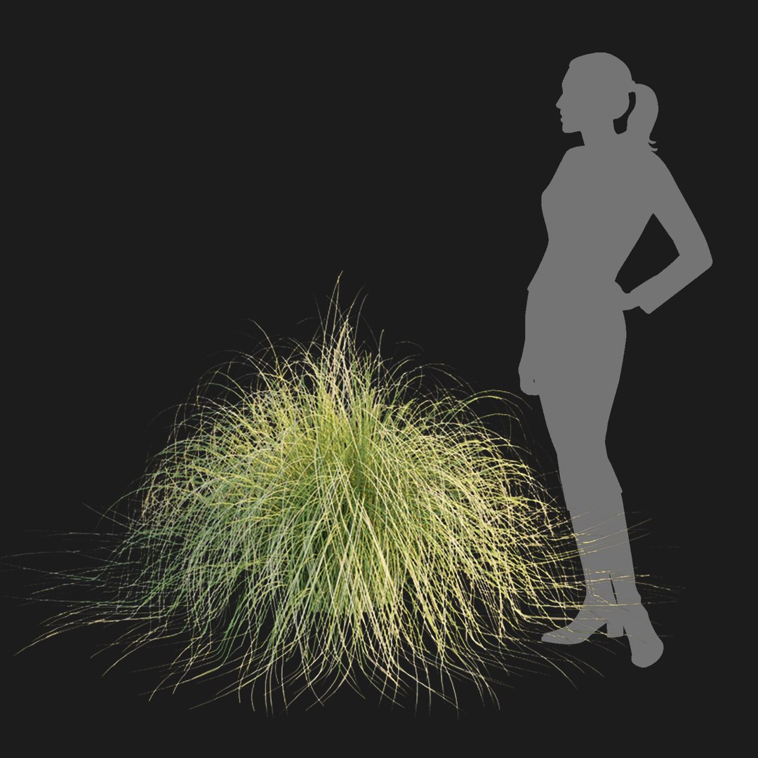Maiden Grass Collection Vol 312 3D https://p.turbosquid.com/ts-thumb/BD/pkFxXw/8d/7/jpg/1759585954/1920x1080/fit_q87/18f11b1ce477a15d2cc83b3750b9b7ed60729fd2/7.jpg