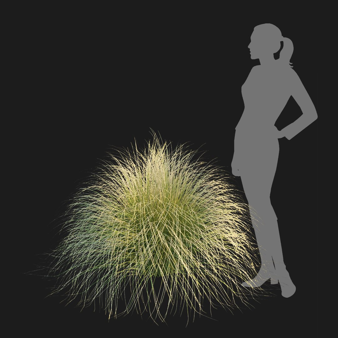Maiden Grass Collection Vol 312 3D https://p.turbosquid.com/ts-thumb/BD/pkFxXw/SK/3/jpg/1759585945/1920x1080/fit_q87/82bfbf4a8276a8c8f5dad361124fc5316f0572bc/3.jpg