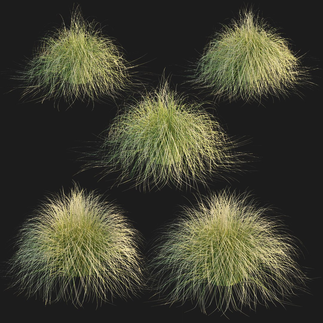 Maiden Grass Collection Vol 312 3D https://p.turbosquid.com/ts-thumb/BD/pkFxXw/oK/1/jpg/1759585944/1920x1080/fit_q87/e193ee1d9733741e0958d5e1442d0c1cd64d1fdd/1.jpg
