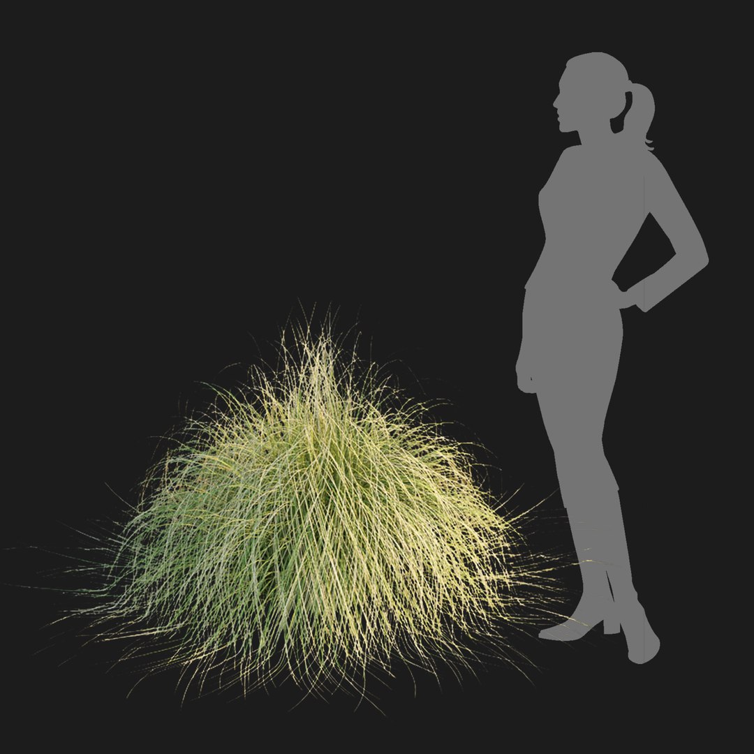 Maiden Grass Collection Vol 312 3D https://p.turbosquid.com/ts-thumb/BD/pkFxXw/r7/5/jpg/1759585950/1920x1080/fit_q87/889a5817ba61f96019dcce904936ff9332a63fe6/5.jpg