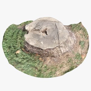 Tree Stump Scan 003