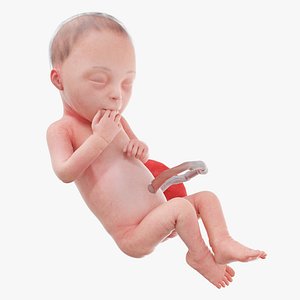 Fetus Week 28 Animated 3D