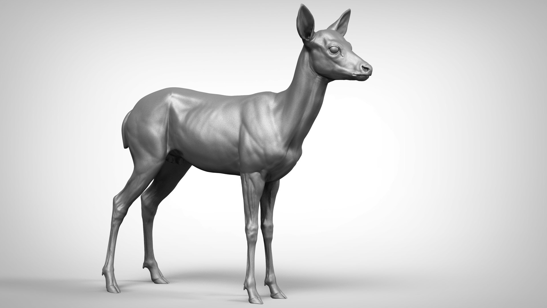 Deer Model - TurboSquid 1691058