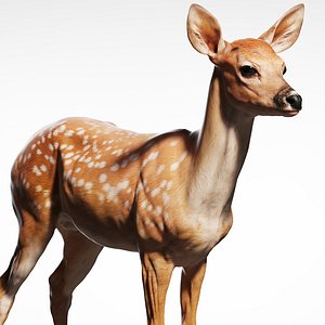 Fawn Deer Zbrush