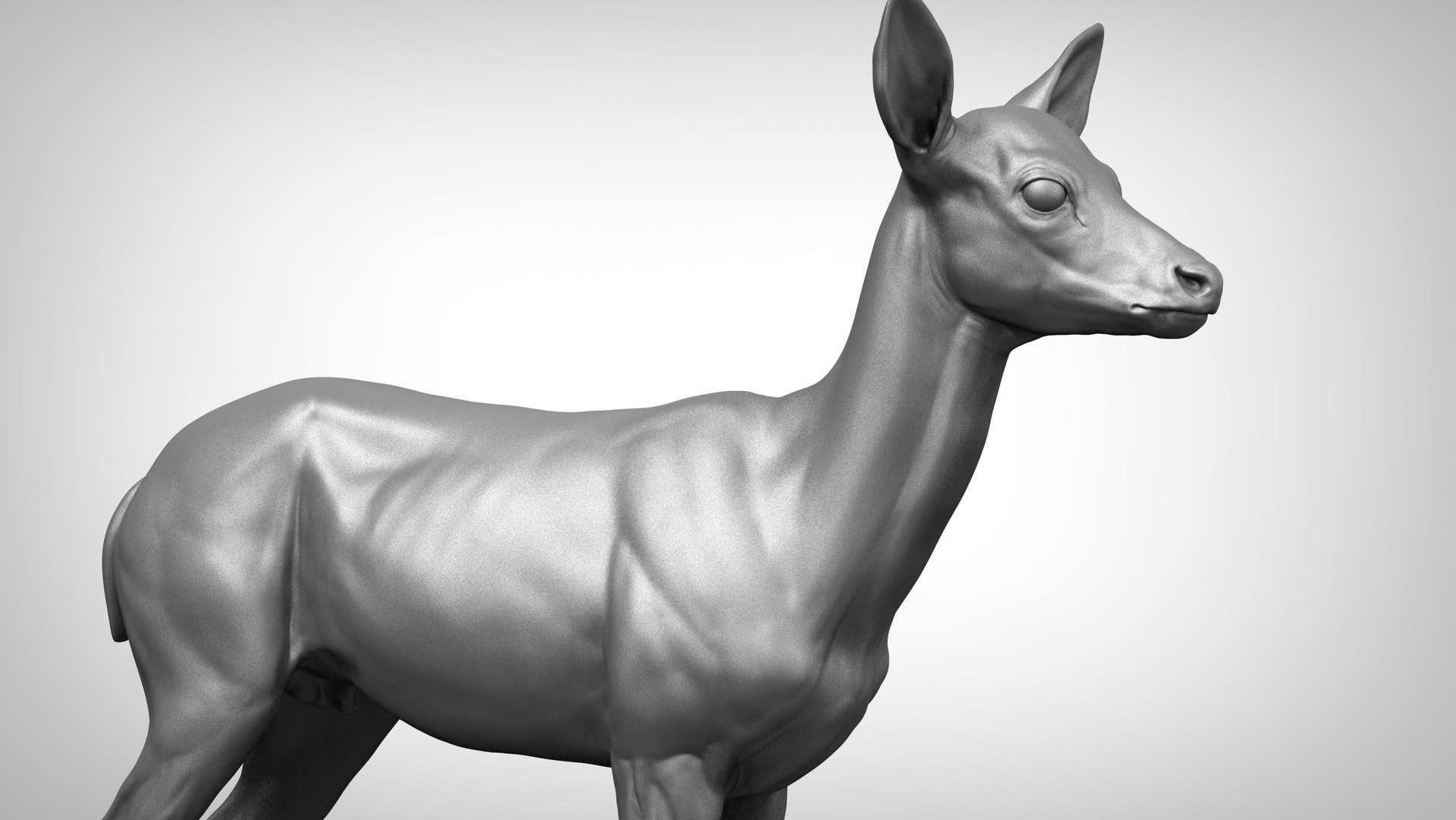 Deer Model - TurboSquid 1691058