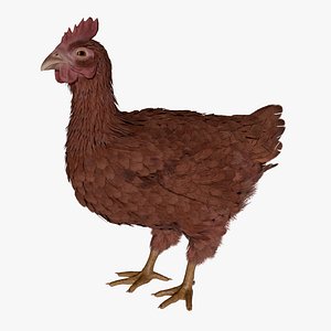 Chicken