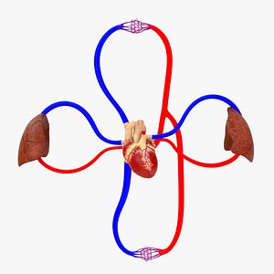 3D Double circulation system