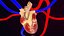 Double circulation system