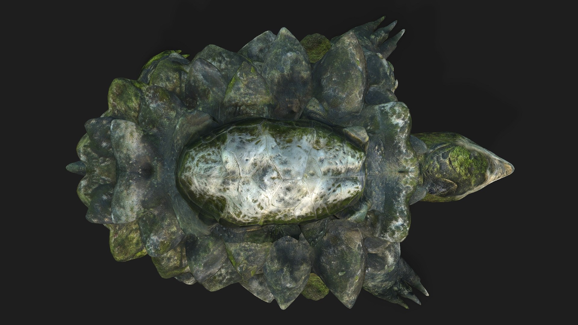 AlligatorTurtle-V2d 3D model https://p.turbosquid.com/ts-thumb/BE/Li8pKa/NM/preview4/jpg/1768878383/1920x1080/fit_q87/275d1bd9aac022bed72654cf68a1e0707bb985ba/preview4.jpg