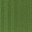 Lawn grass
