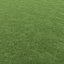 Lawn grass