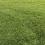 Lawn grass