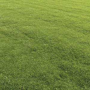 Lawn grass