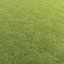 Lawn grass