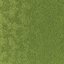 Lawn grass
