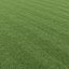Lawn grass