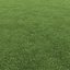 Lawn grass