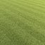 Lawn grass