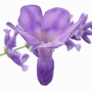 Lavender 3D