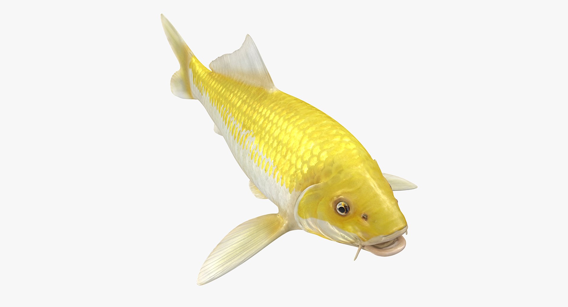 Yellow Koi Ogon Fish 3D model preview