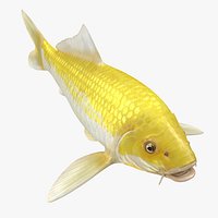 Yellow Koi Ogon Fish