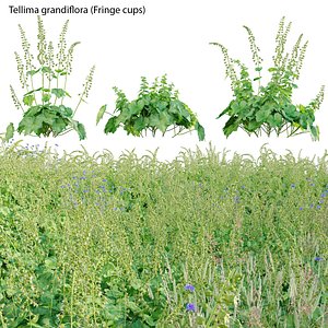 3D Tellima grandiflora - Fringe cups model