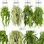 Collection plant vol 01 hanging - ampelous 3D model