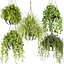Collection plant vol 01 hanging - ampelous 3D model