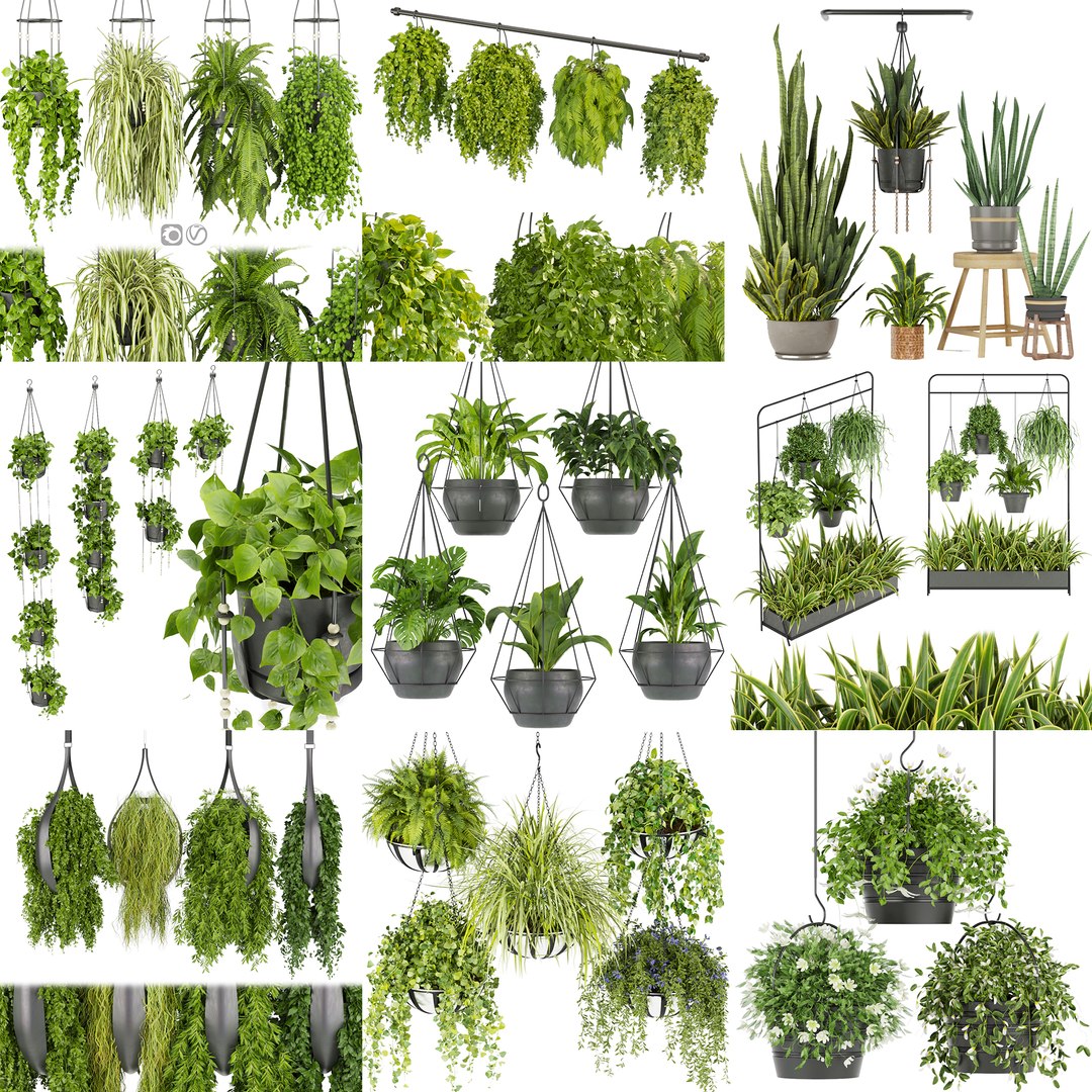 Collection plant vol 01 hanging - ampelous 3D model https://p.turbosquid.com/ts-thumb/BE/Yq7HXu/K9/0001/jpg/1666487428/1920x1080/fit_q87/d15bc15bfa69dc61369612d3fd41d14827a2cc2a/0001.jpg