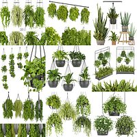 Collection plant vol 01 hanging - ampelous