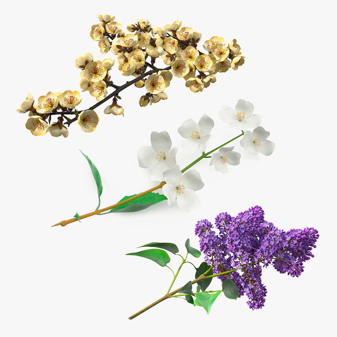 Branches with Flowers Collection 3D model preview