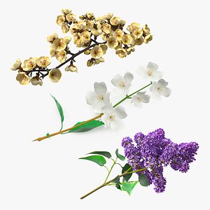 3D Branches with Flowers Collection