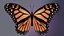 3D Butterfly Monarch