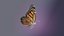 3D Butterfly Monarch