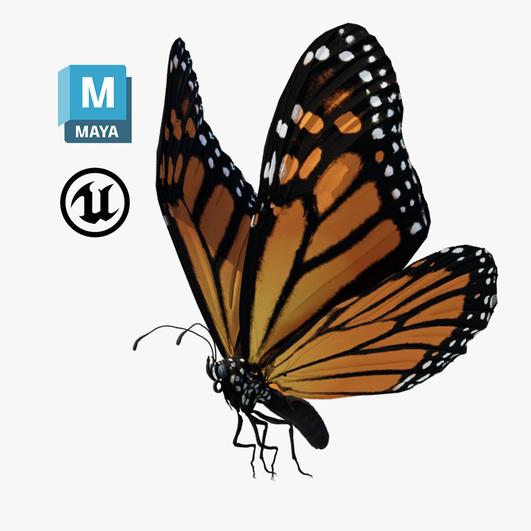 3D Butterfly Monarch https://p.turbosquid.com/ts-thumb/BE/nzPeFA/gL/01_cover/png/1751374500/1920x1080/fit_q87/020d1b727eb7b904678d55bb2fa9e87588fc4f78/01_cover.jpg