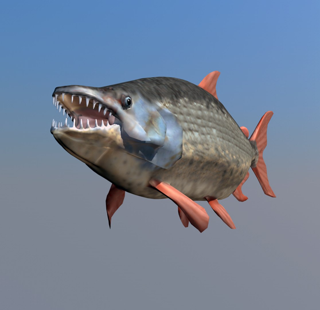 3d model giant tigerfish fish