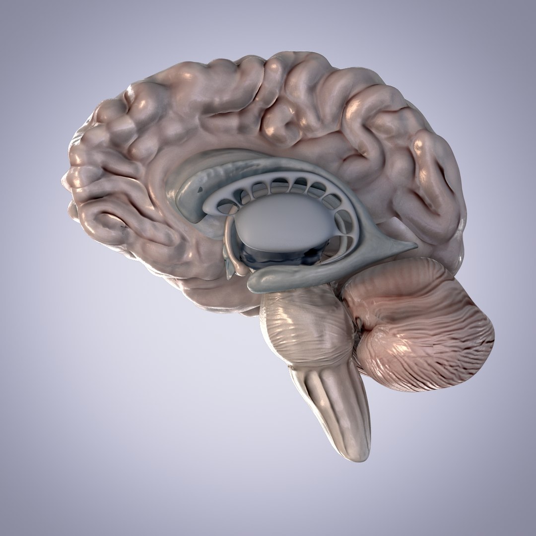 cerebellum anatomy 3d