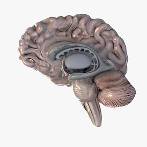 Central Nervous System