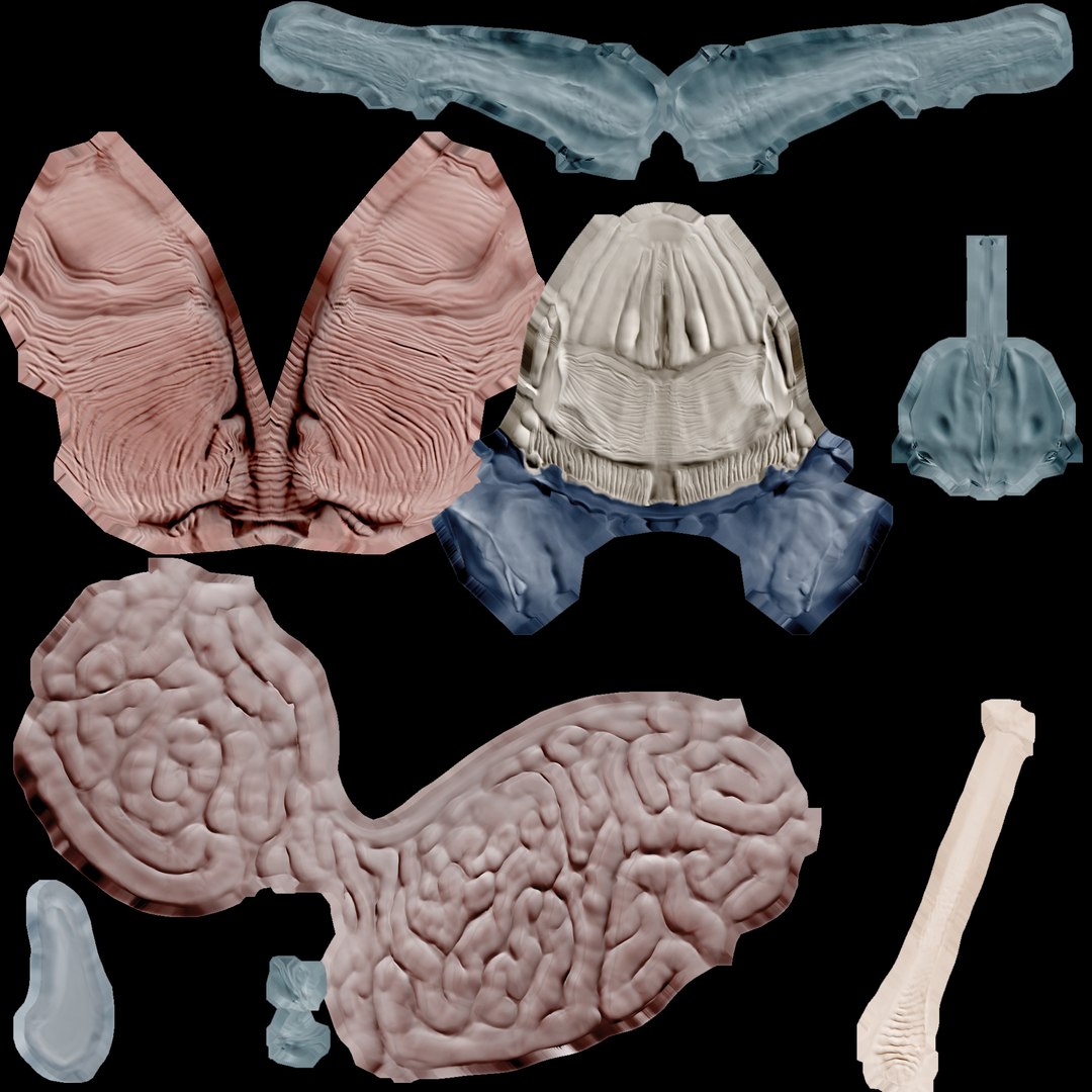cerebellum anatomy 3d