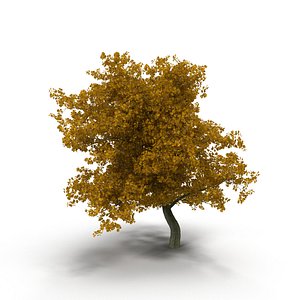 3d broadleaf maple