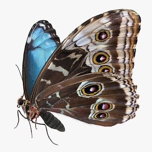 3D morpho peleides butterfly rigged