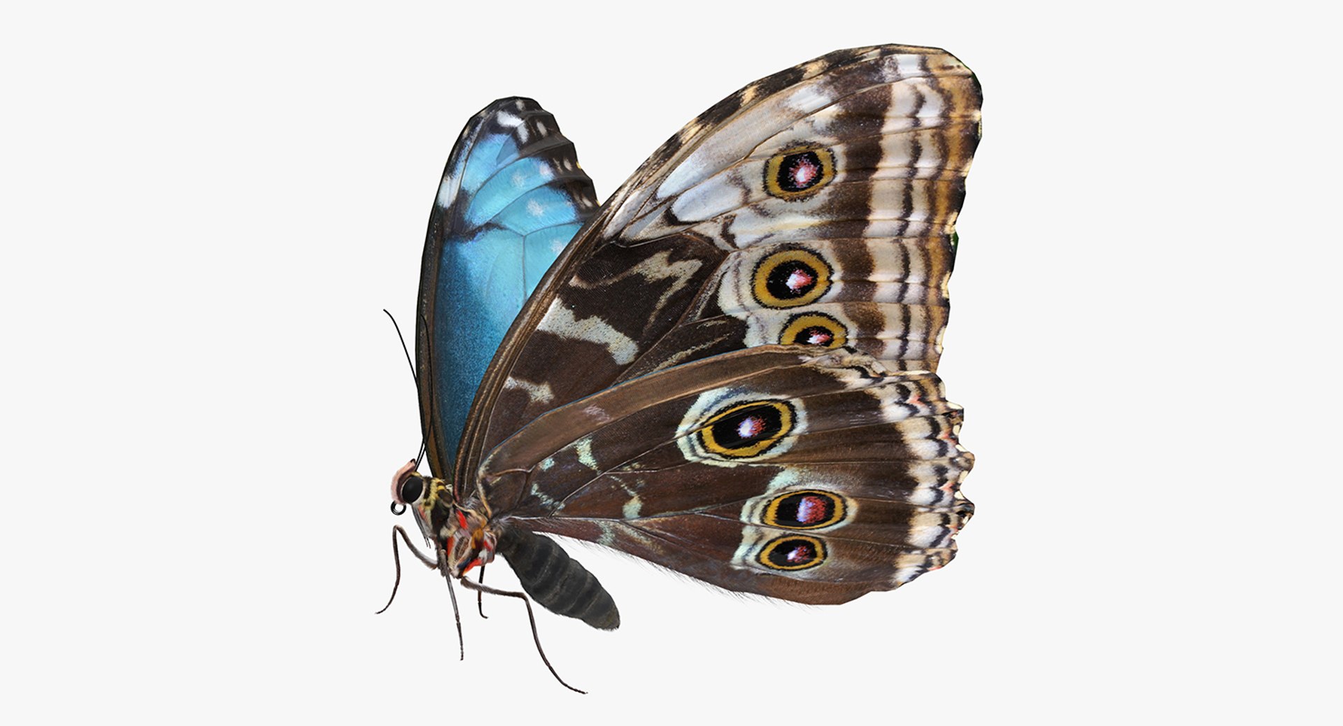 Morpho Peleides Butterfly Rigged with Fur 3D model preview
