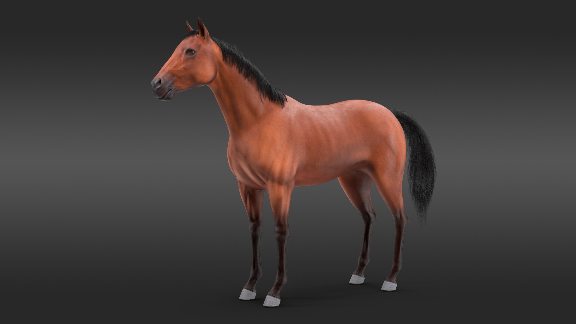 Bay Horse Fur 3D model preview
