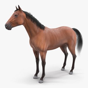 bay horse fur 3D model