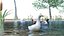 Lago com animais