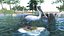 Lago com animais