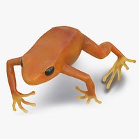 Realistic Tropical Mantella Frog Rigged for Cinema 4D