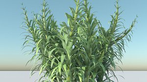 fern 3D model