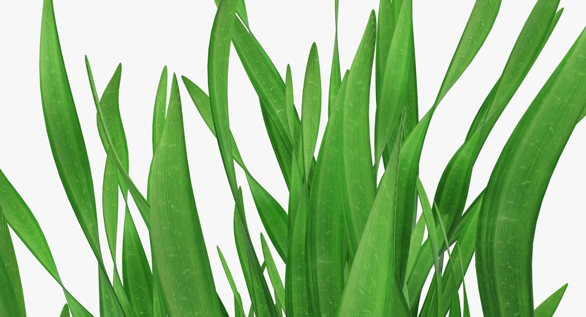 3D vallisneria spiralis background aquarium https://p.turbosquid.com/ts-thumb/BF/dr5oWc/EIn3KHLQ/vallisneriaspiralisbackgroundaquariumplantssetmb3dmodel007/jpg/1526346091/1920x1080/fit_q87/37b74580bd8bb1fc3f55be10934bdea3c8cdffac/vallisneriaspiralisbackgroundaquariumplantssetmb3dmodel007.jpg